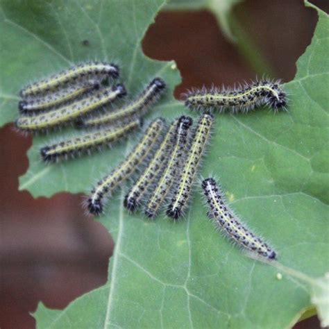 How To Get Rid Of Caterpillars In Herb Garden Fasci Garden