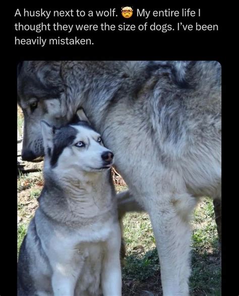 Husky Wolf Meme Funny Animals Funny Animal Videos Funny Animal Memes