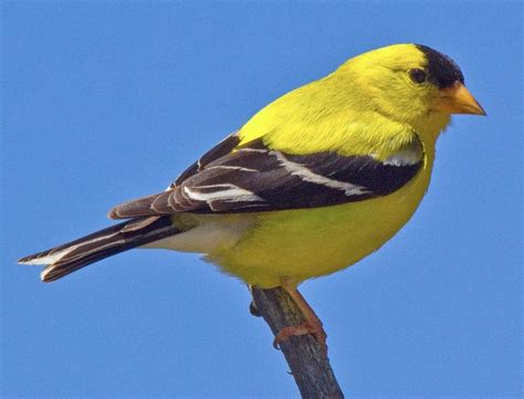 American Goldfinch Is The State Bird Of New Jersey Learn More At