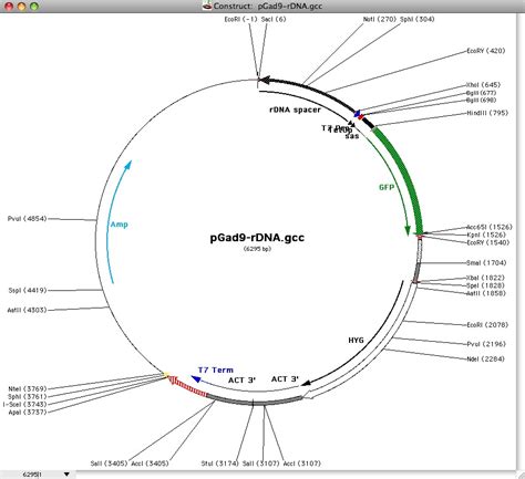 Convert Gene Construction Kit Files To Snapgene Dna Format Snapgene