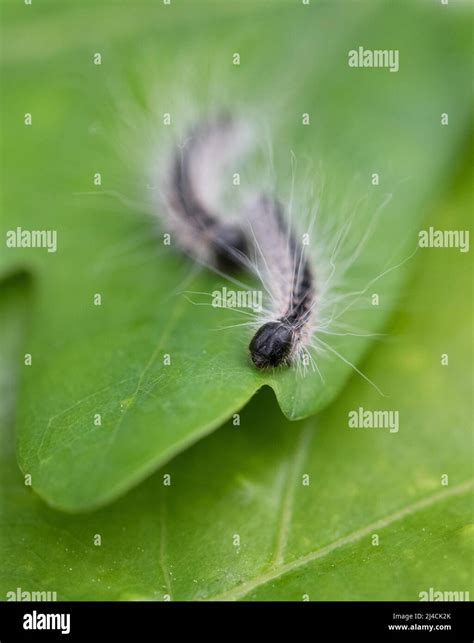 Oak Processionary Moth Thaumetopoea Processionea Two Caterpillars