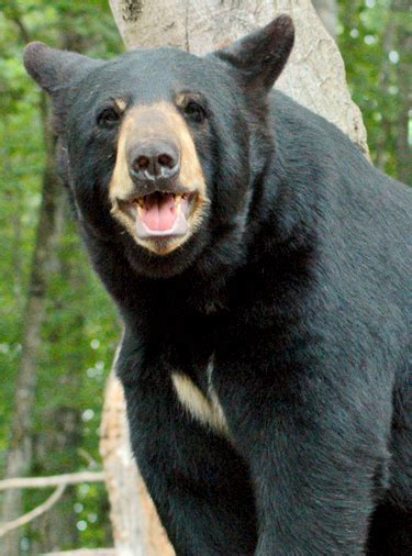 Oswald's Bear Ranch | Upper Peninsula Attractions