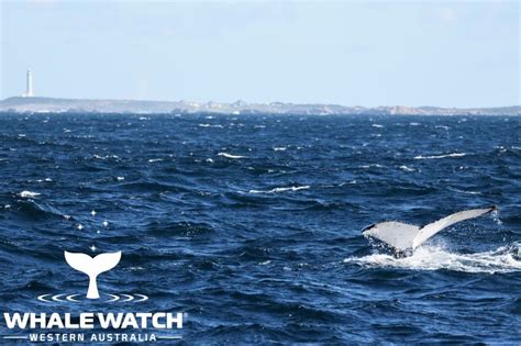 Augusta Whale Watching 2021 Whale Watch Western Australia