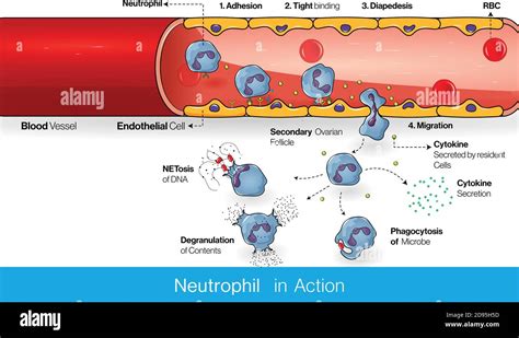 Neutrophil Circulation In A Blood Vessel During The Infection Process