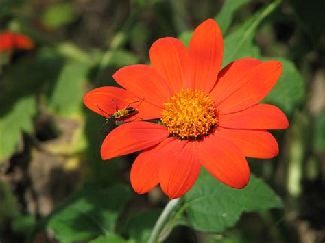 Tithonia Amy Woodward Flickr