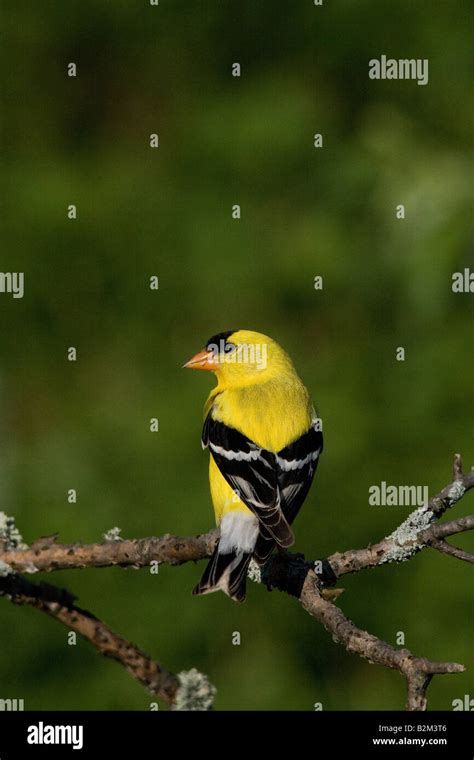 American goldfinch male Stock Photo - Alamy