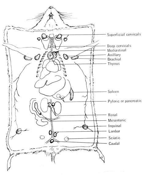 Anatomy Of Mice