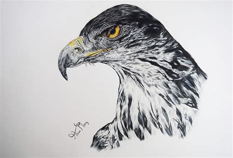 Hawk Eagle Drawing By Hiten Mistry Fine Art America