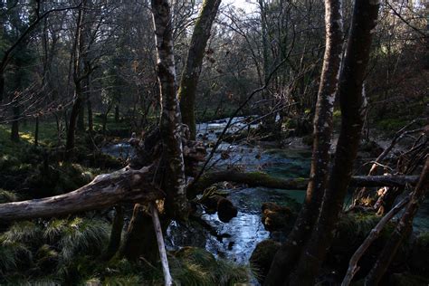 Fotos gratis árbol naturaleza pantano desierto rama planta