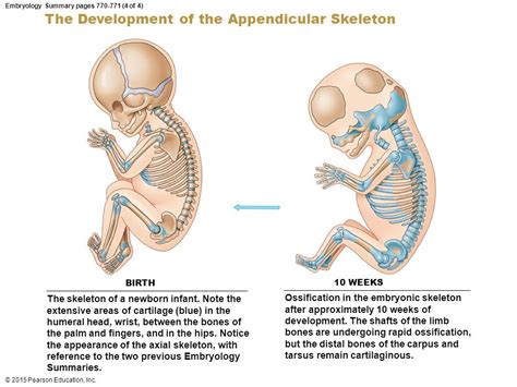 Embryo Online 6 Rotation Of Limbs — Somatic Body