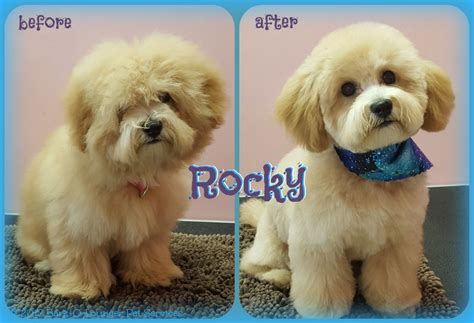 Toy Poodle Teddy Bear Haircut – Wow Blog