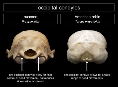 occipital condyle bird