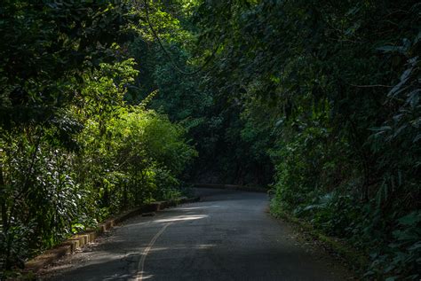 Asphalt Road Through Forest Brazil Rio De Janeiro Tijuca National