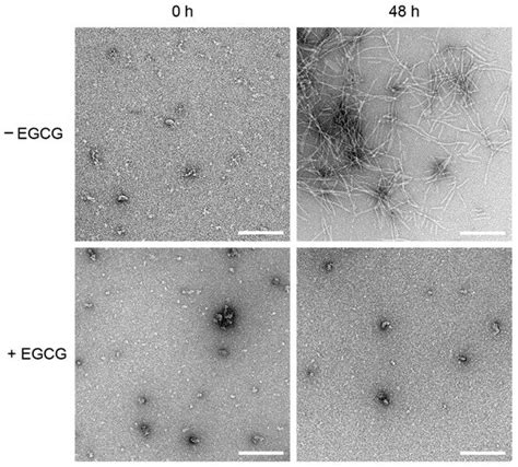 Molecules Special Issue Biomolecules Interactions With Small Molecules