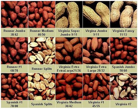 Peanut Specifications And Grade Chart Peanut Chart Seeds