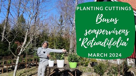 Buxus Sempervirens Rotundifolia Planting Cuttings YouTube