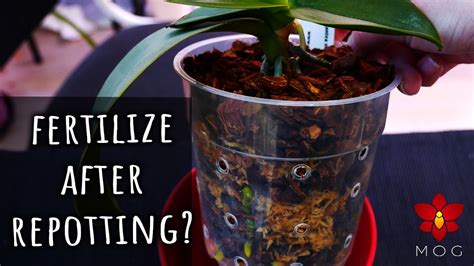 Missorchidgirl When To Fertilize Orchids After Repotting Orchid Qanda