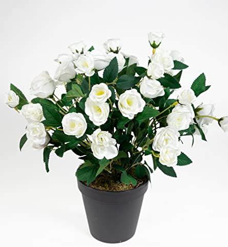 Amazon de Seidenblumen Roß Rosenbusch 30cm weiß im Topf ZF