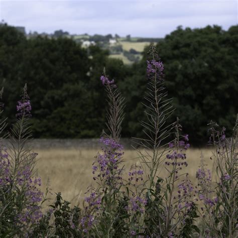 Natural-Habitat Cultivation – Dilston Physic Garden