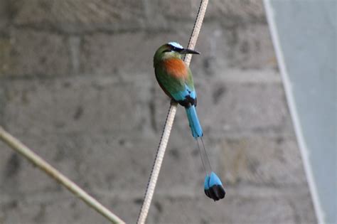 El salvador national animal | yourcuteanimals