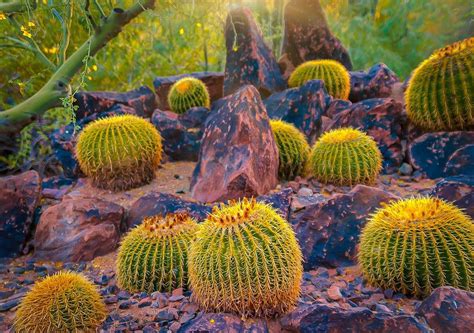 Ball cacti garden [OC] : BotanicalPorn