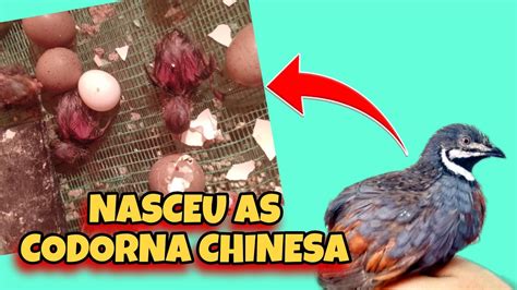 Os Filhotes De Codorna Chinesa Youtube