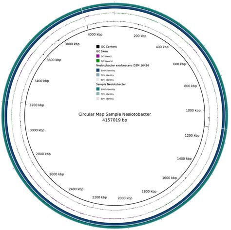 Circular representation of the single circular chromosome of N ...