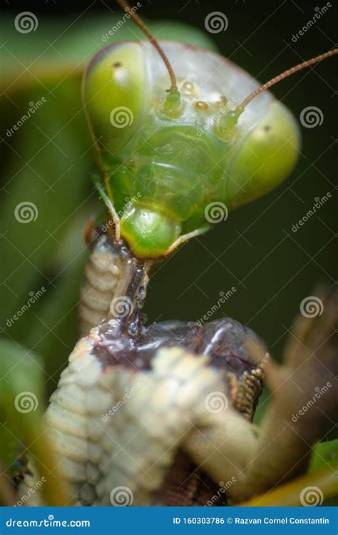 Lizard Vs Praying Mantis Royalty-Free Stock Photography | CartoonDealer ...