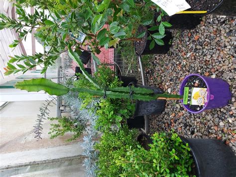 hylocereus megalanthus dragon fruit yellow mm camden nurseries