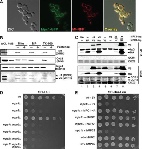 A Mitochondrial Pyruvate Carrier Required For Pyruvate Uptake In Yeast