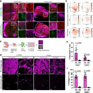 Adipocytes Are Non Fibrogenic In Ex Vivo Models A Immunostainings Of