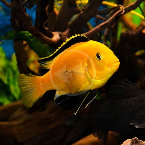 Cichlid Lab Yellow Labidochromis Caeruleus Aquatics Unlimited