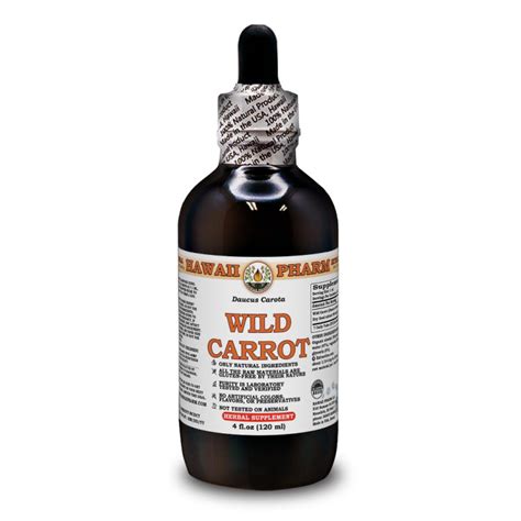 Wild Carrot Liquid Extract Wild Carrot Daucus Carota Dried Seeds