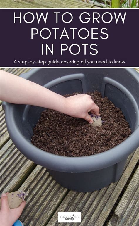 How To Grow Potatoes In Bags And Pots Easy Step By Step Guide Growing