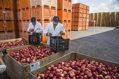 Inicien la retirada de fruita dolça de pinyol del mercat per a fer sucs