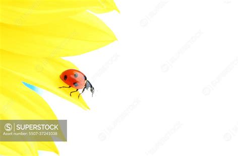 ladybug on sunflower - SuperStock