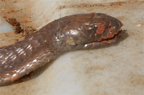 Senegalese Cobra Snakes Of Niger Inaturalist