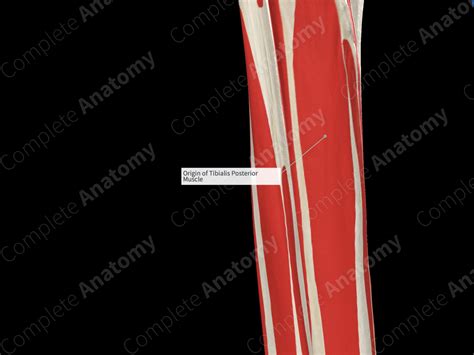 Origin Of Tibialis Posterior Muscle Complete Anatomy