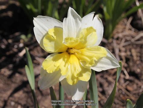 Photo Of The Bloom Of Split Cupped Collar Daffodil Narcissus Cassata