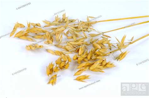 Naked Oats Avena Nuda Stock Photo Picture And Rights Managed Image