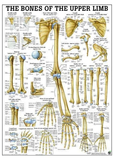 The Upper Extremity Laminated Anatomy Chart Images And Photos Finder