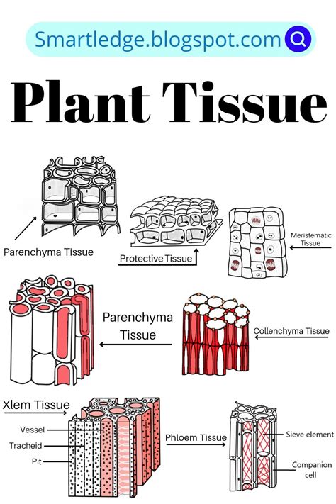 What is tissue plant tissue types and clarification – Artofit