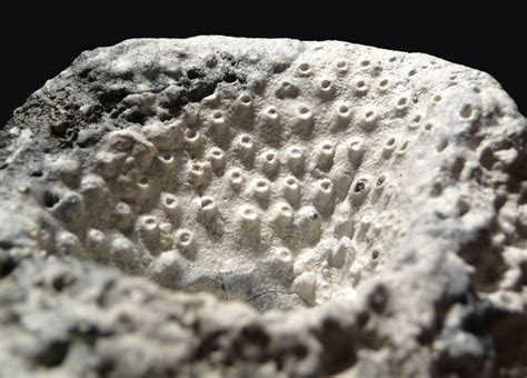 FOSSIL SPONGES SEA SPONGE PHYMATELLA FOSSILS PREHISTORIC MARINE ...