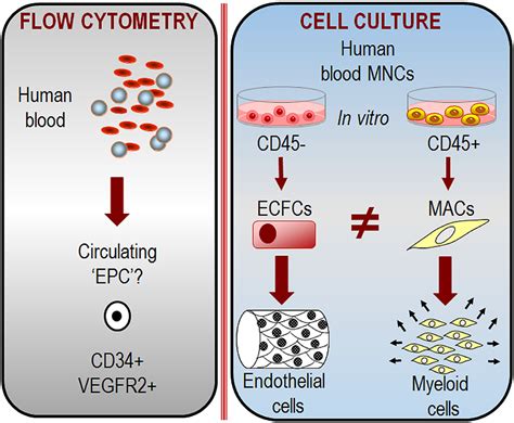 Endothelial Progenitors A Consensus Statement On Nomenclature Medina