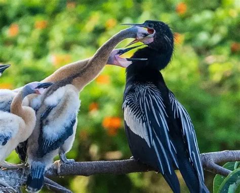 11 Anhinga vs Cormorant Differences b/w These Coastal Birds - Bird Guidance