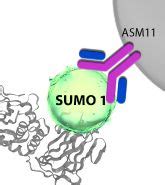 Signal Seeker Ubiquitination Enrichment Kit Immuno Precipitation