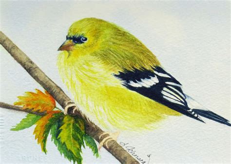 Summer Goldfinch Sold Watercolor Artists Watercolor Artist