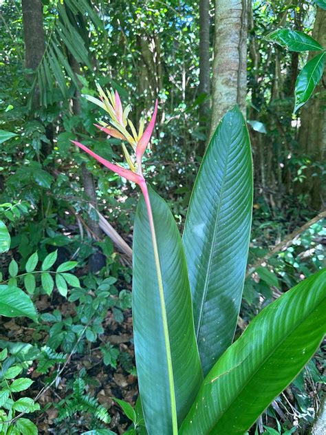 Heliconia Lady Di Psittacorum Exotic Plant Rhizome Etsy