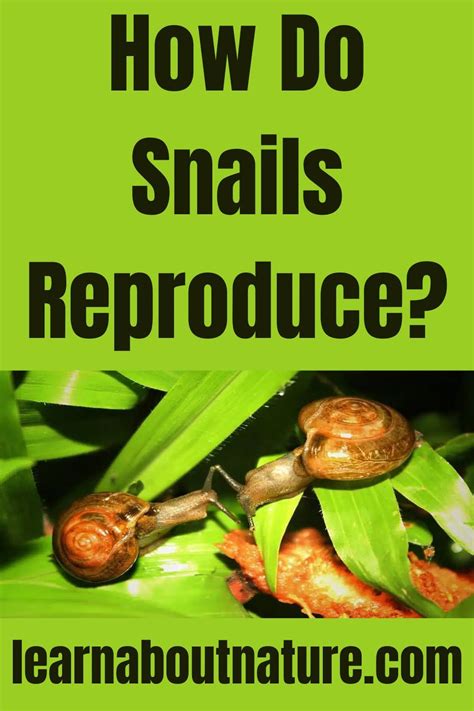 How Do Snails Reproduce Artofit