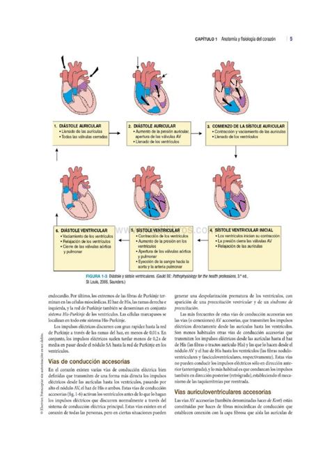 Anatomía Y Fisiología Del Corazón Sistema De Conducción Eléctrica Del